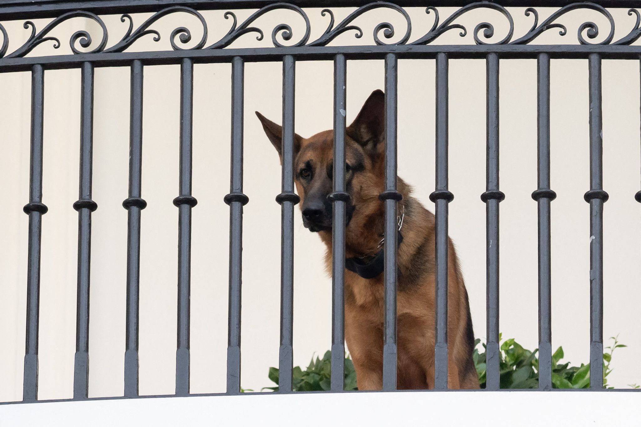Une gouverneure demande que le chien des Biden soit mis à mort