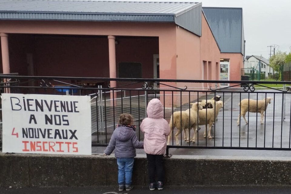 Protestation insolite: quatre moutons inscrits dans une école