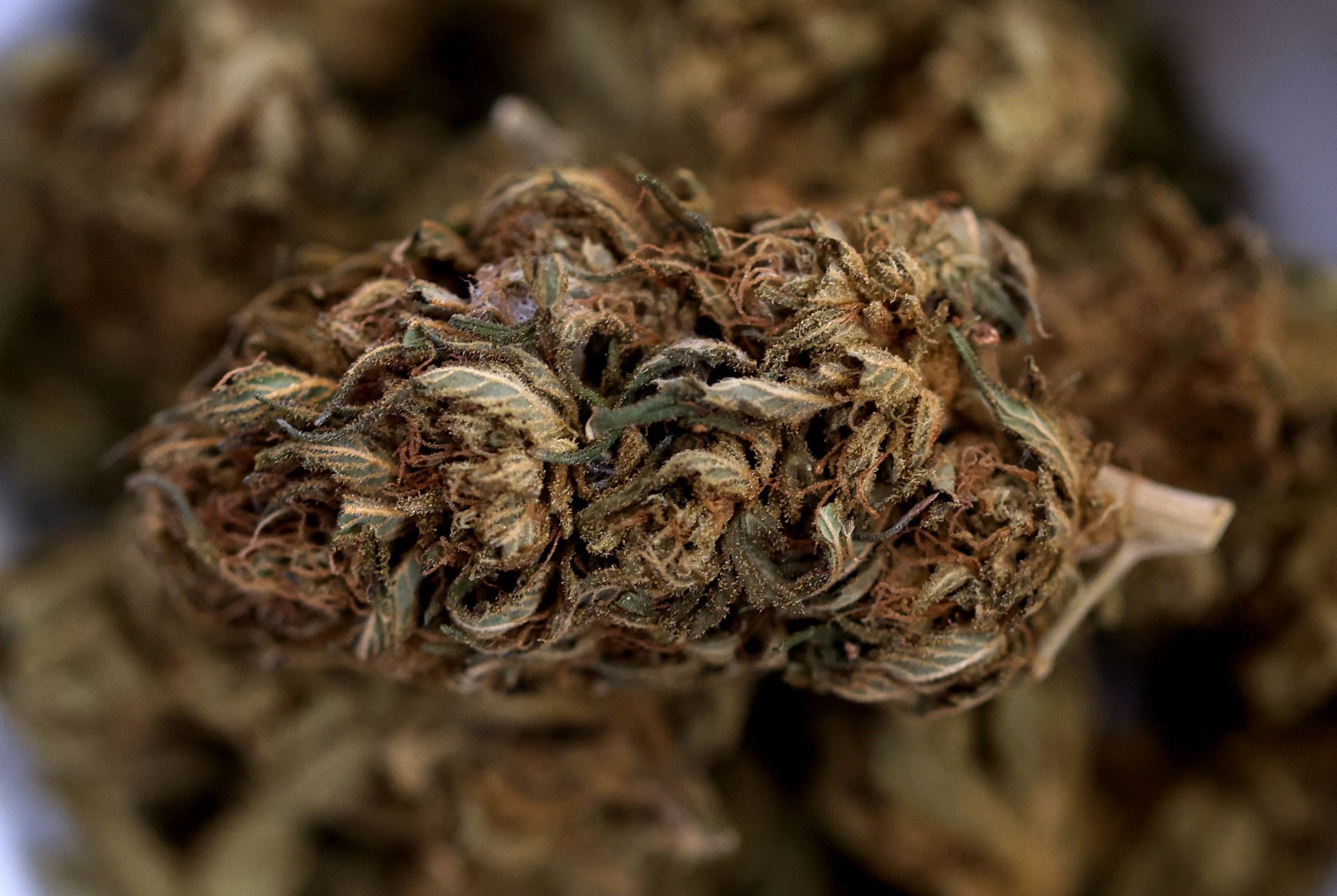 Le cannabis va être classé comme moins dangereux aux États-Unis