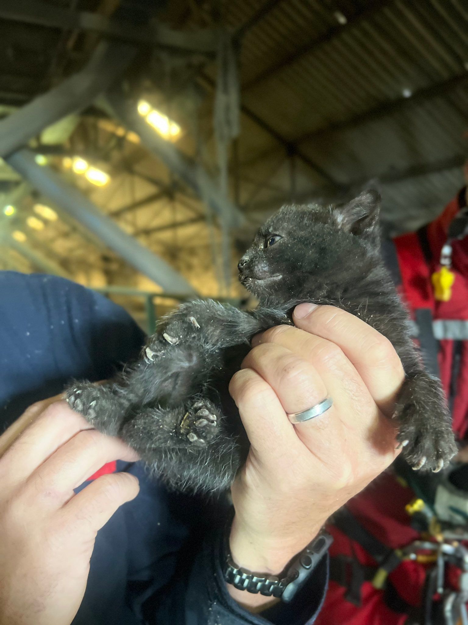 Des pompiers sauvent des chatons coincés dans un silo