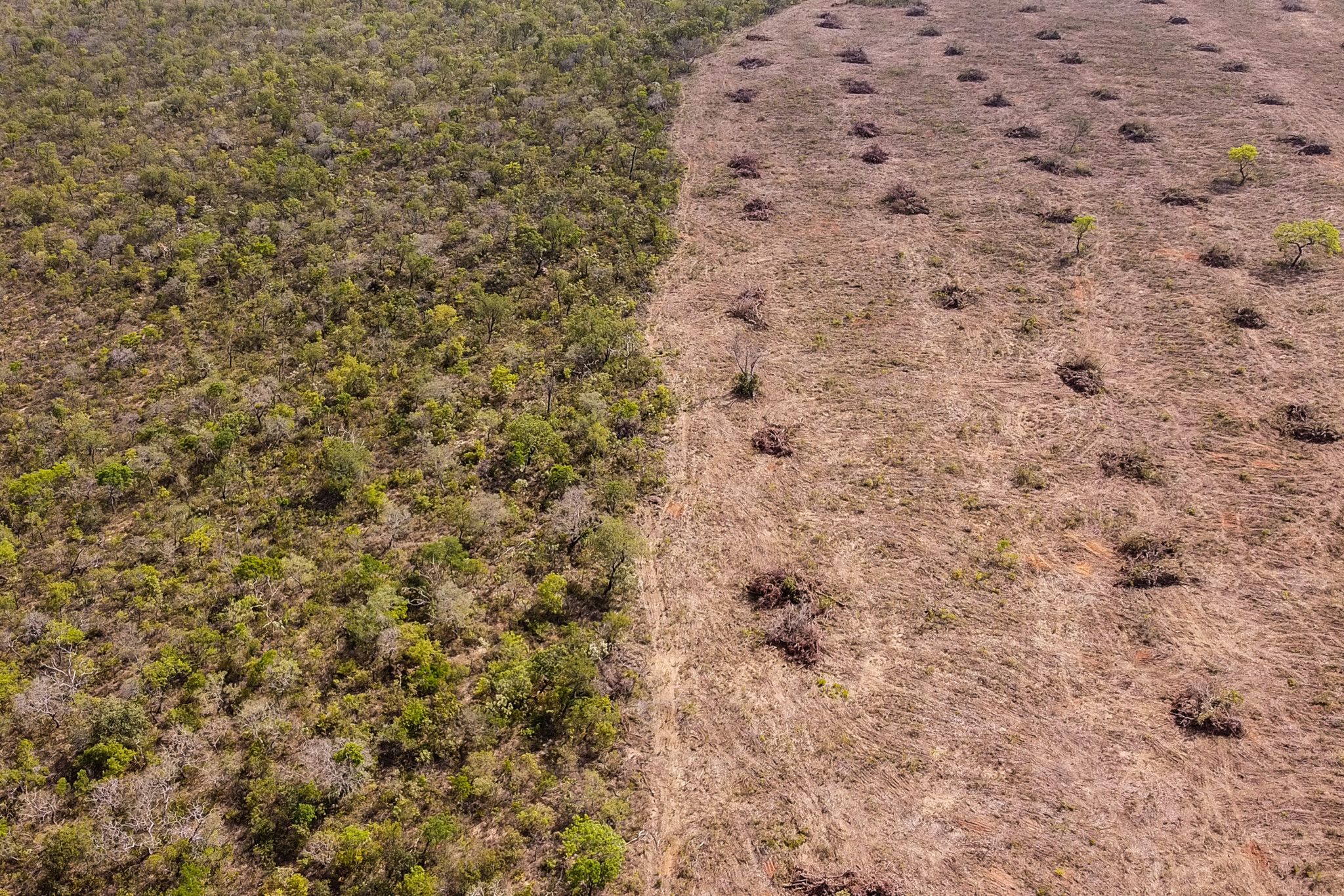 La déforestation plus importante dans le Cerrado qu'en Amazonie
