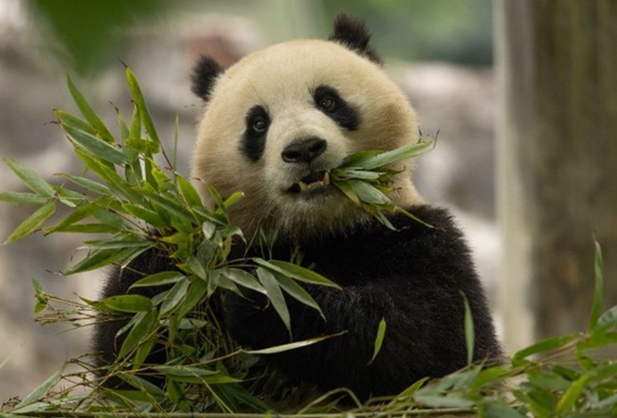 «Historique»: deux pandas chinois vont vivre aux États-Unis