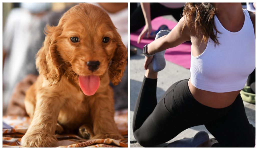 Un ministre veut interdire le «puppy yoga»