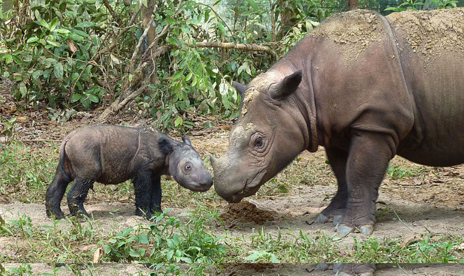 12 ans de prison pour un braconnier coupable d'avoir tué six rhinocéros de Java