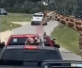 Une enfant se fait soulever par une girafe qu'elle nourrissait
