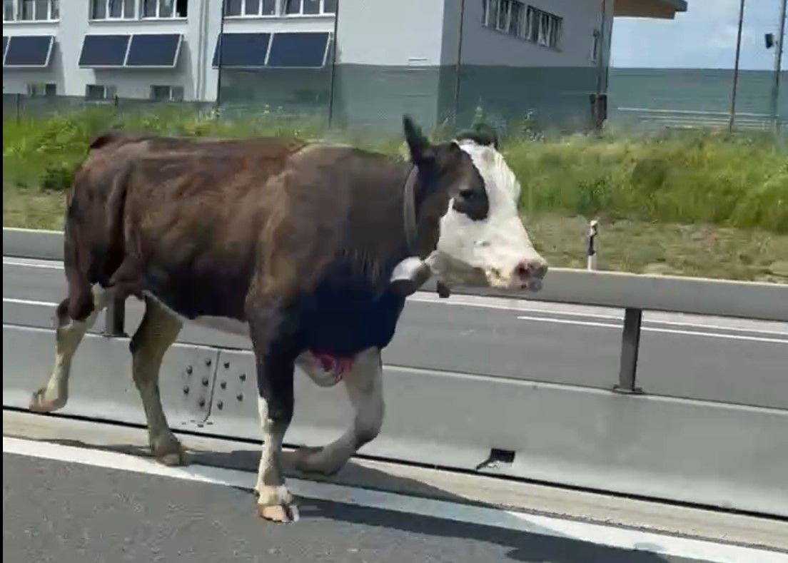 Une vache a pris l'autoroute entre Fribourg et Berne
