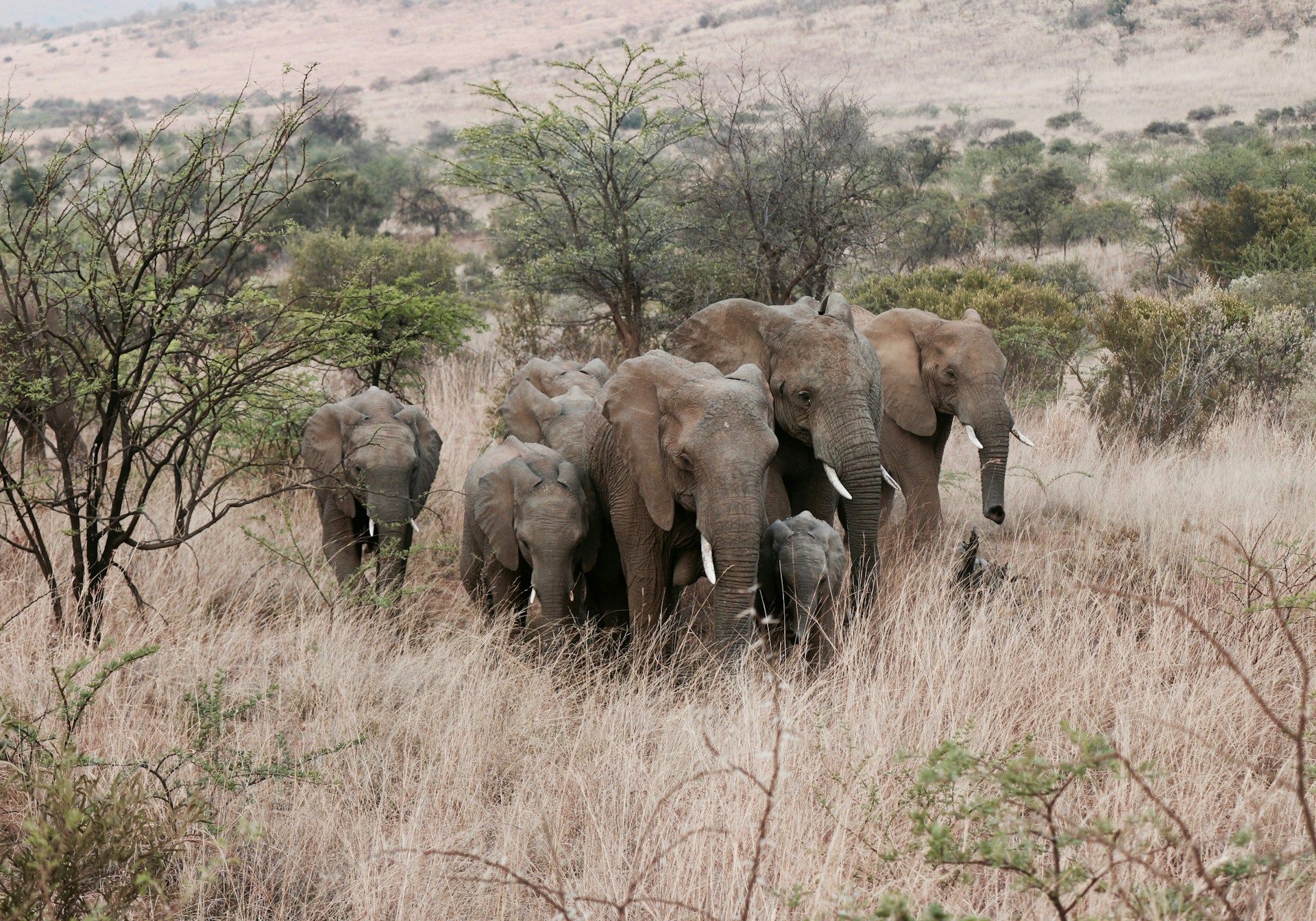 Les éléphants s'appellent par des «noms», selon une étude