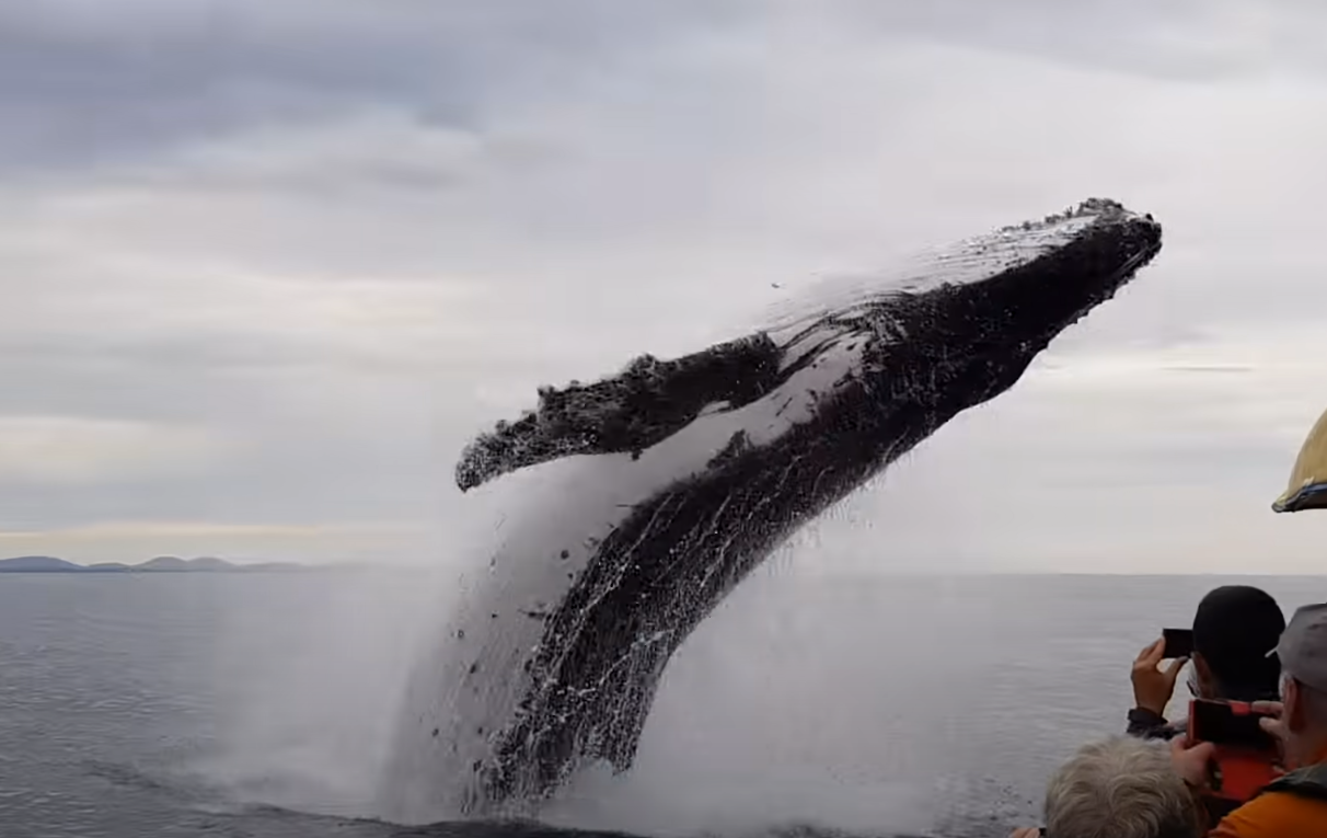 L'Islande va-t-elle autoriser la chasse à la baleine malgré les critiques?
