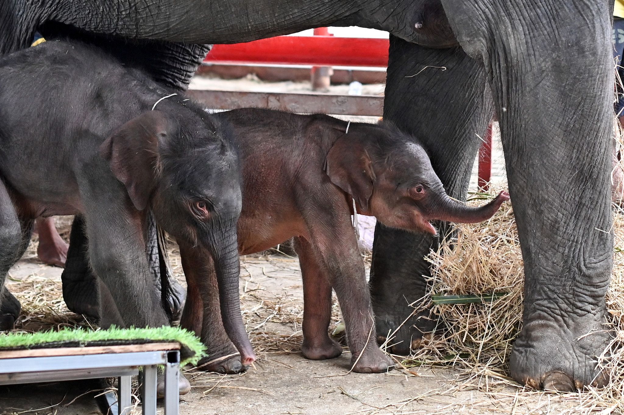 Une rare naissance d'éléphants jumeaux en Thaïlande