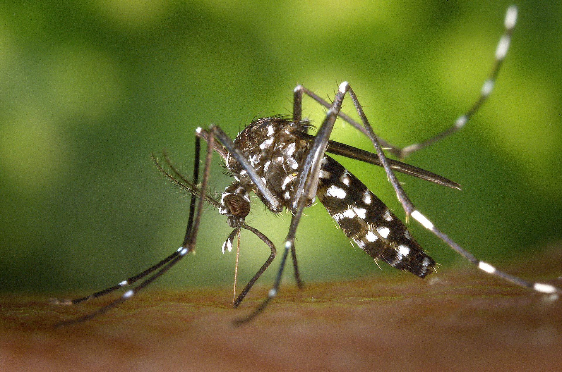 Les cas de dengue en nette hausse en Europe