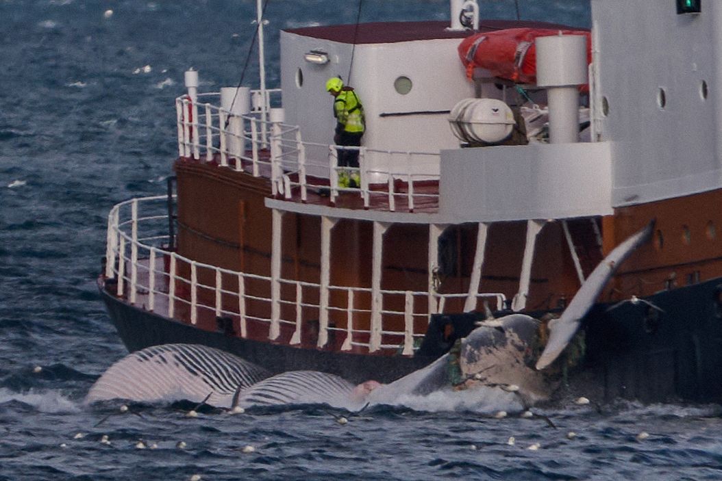 L'Islande autorise la chasse de 128 baleines