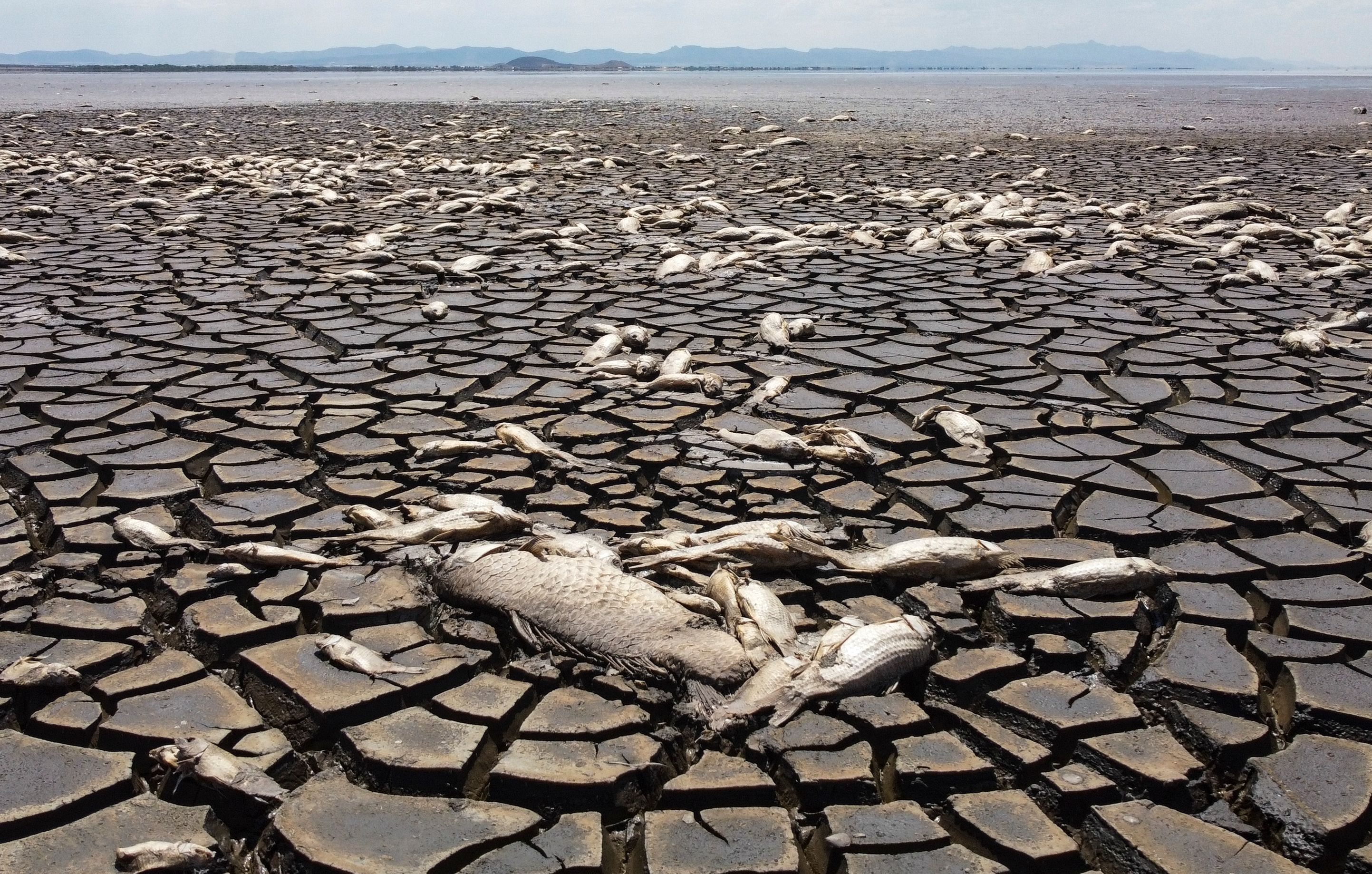 La sécheresse tue des milliers de poissons dans un lac