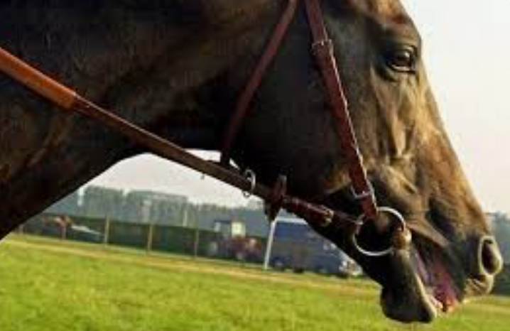 Des dizaines de chevaux morts dans l'incendie d'un haras en Normandie