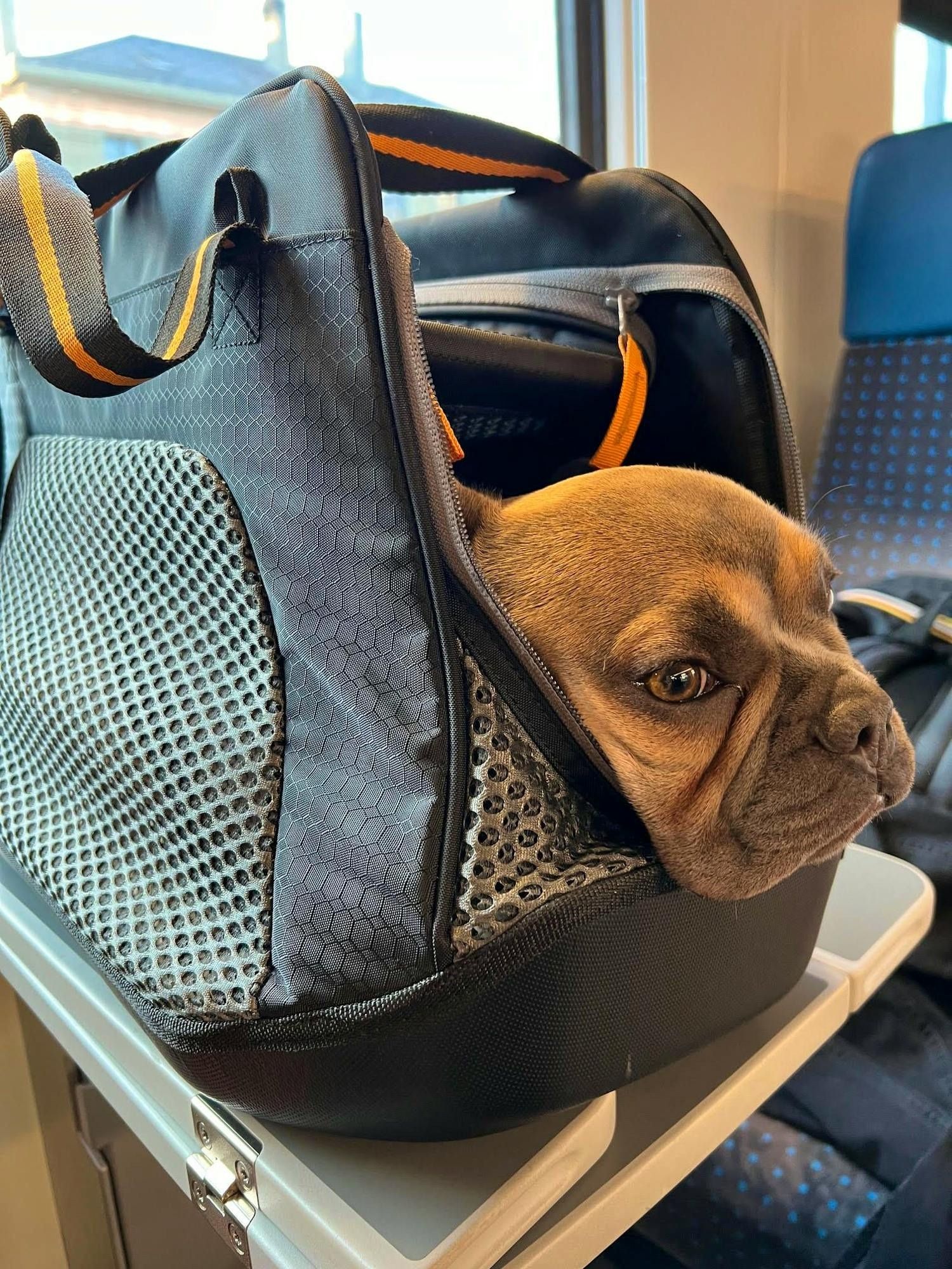 Chaleur dans l'avion: son chien n'est pas autorisé à prendre l'air